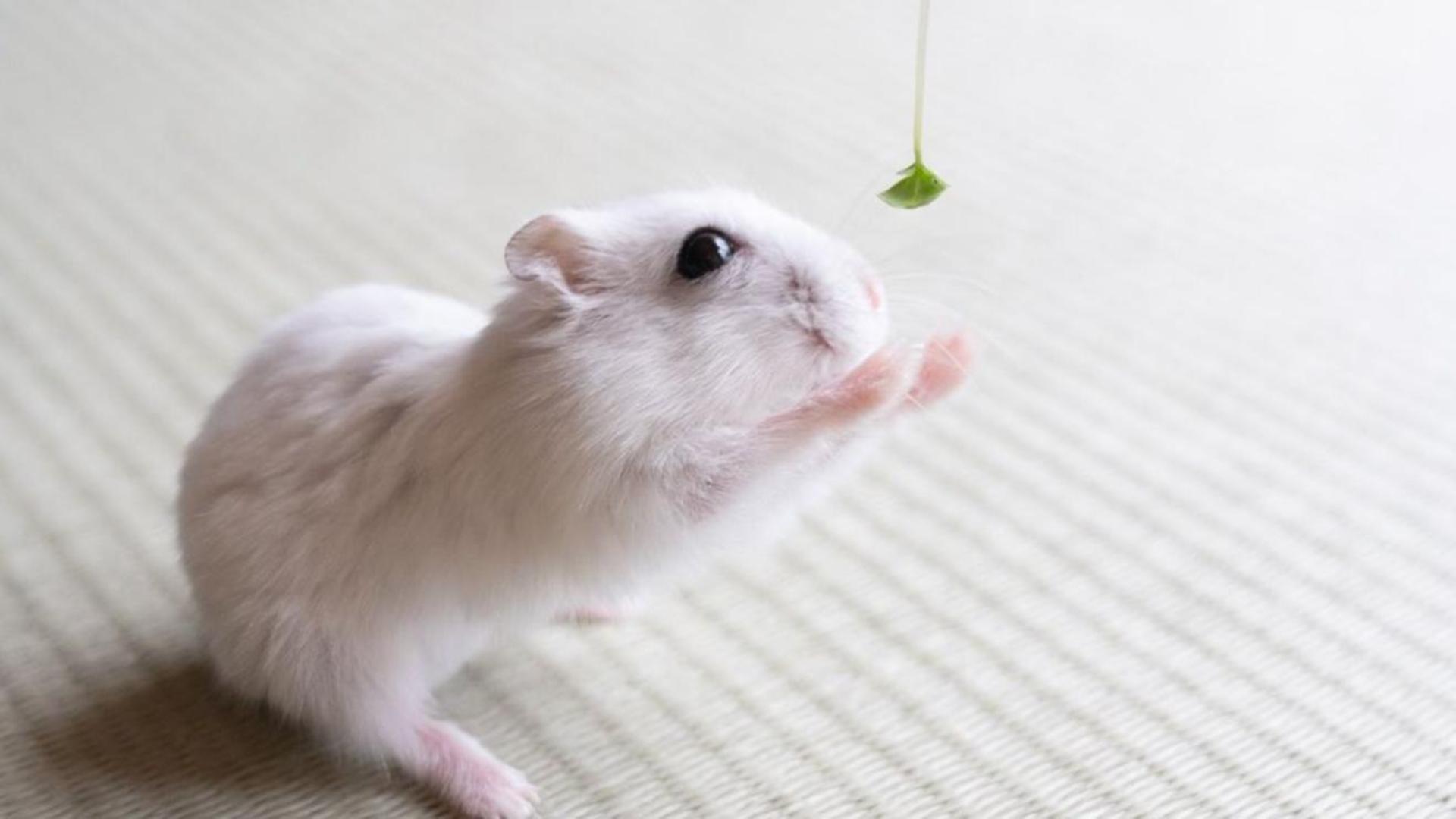 Hình nền cho máy tính ảnh chuột hamster full HD 