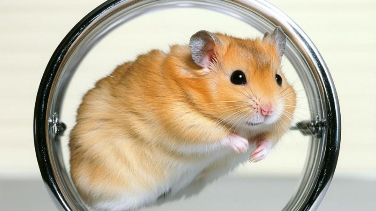 Hình nền chuột hamster đáng yêu cho máy tính
