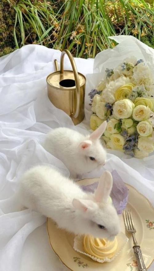 Hình nền con thỏ xinh cho điện thoại 