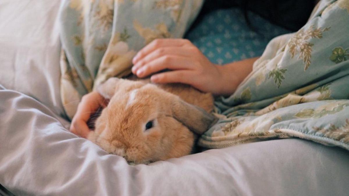 Hình nền máy tính ảnh thỏ cute 