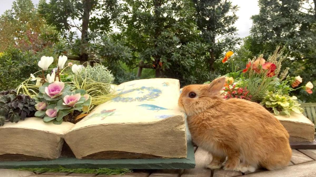 Hình nền máy tính ảnh thỏ cute 