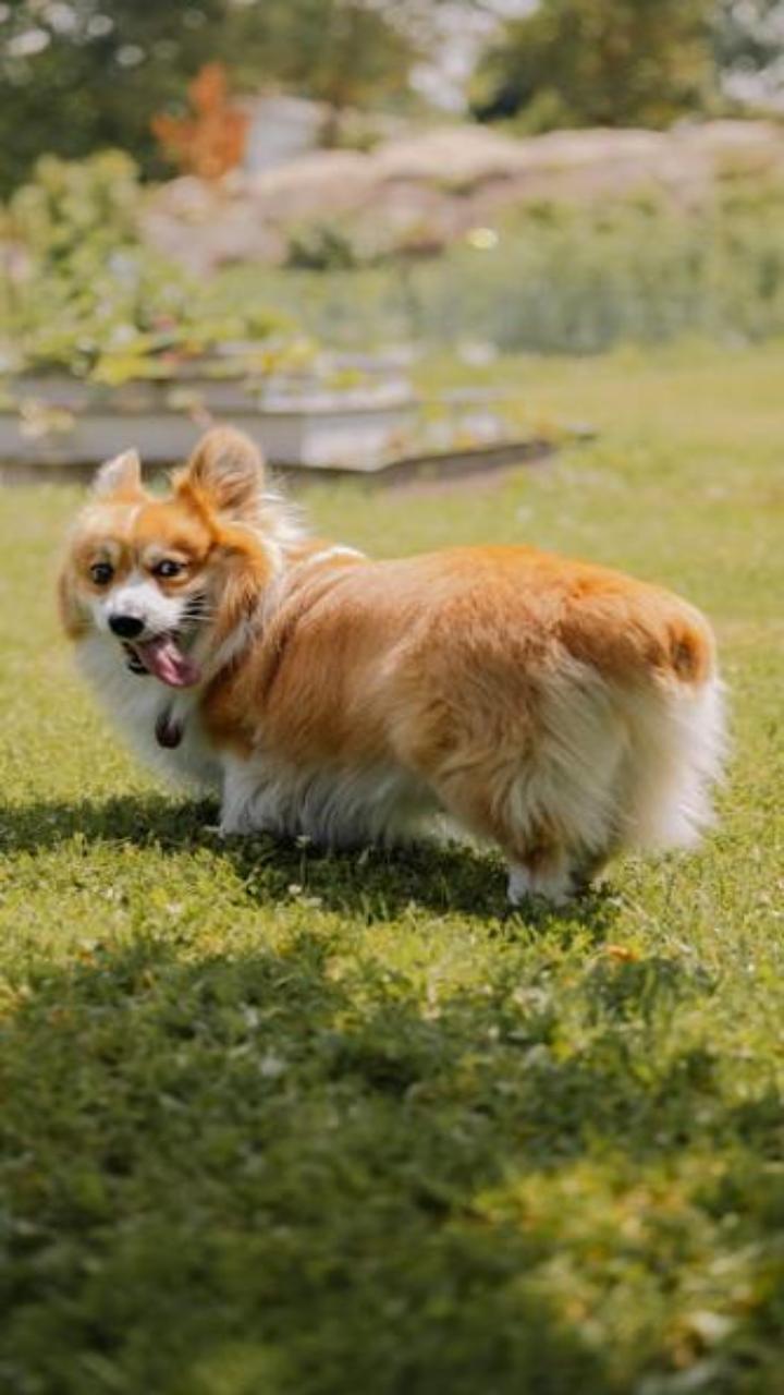 Hình nền cún con cute cho điện thoại