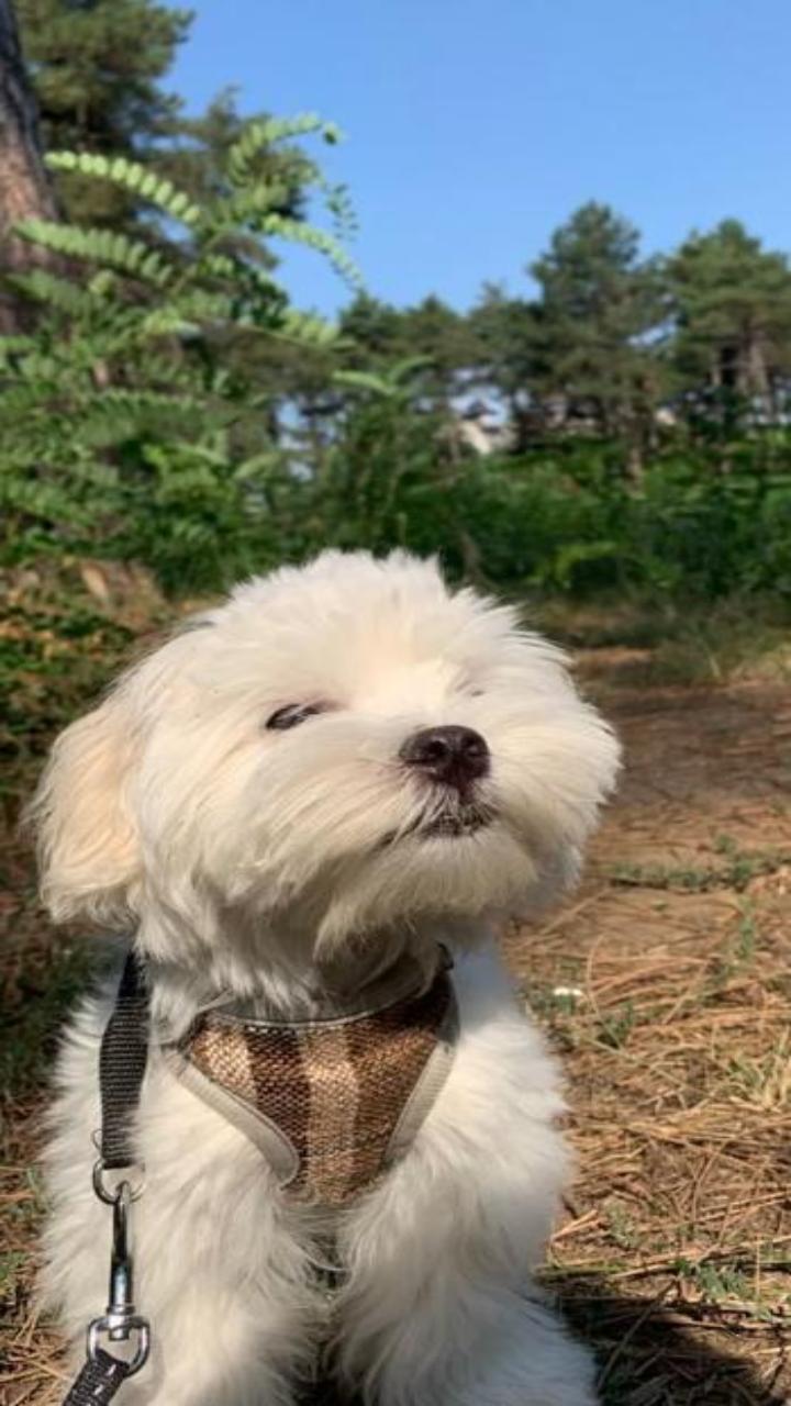 Hình nền cún con cute cho điện thoại