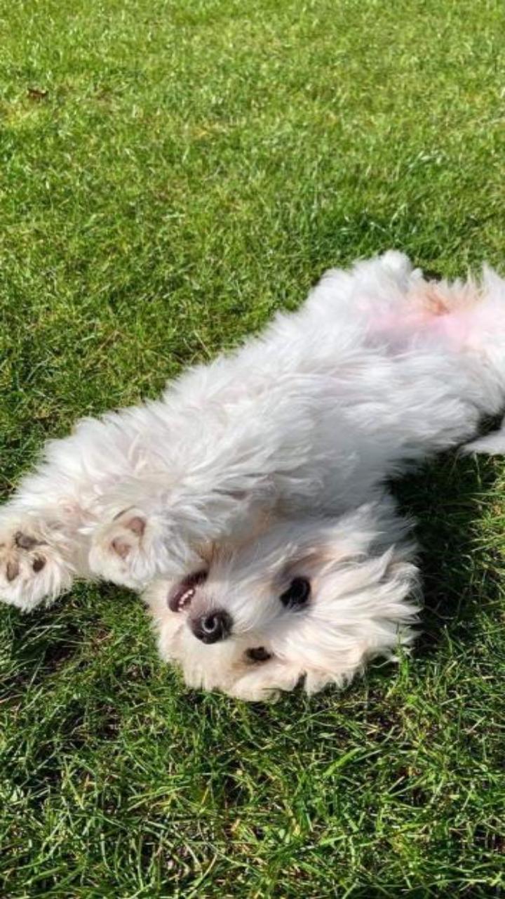 Hình nền cún con cute cho điện thoại