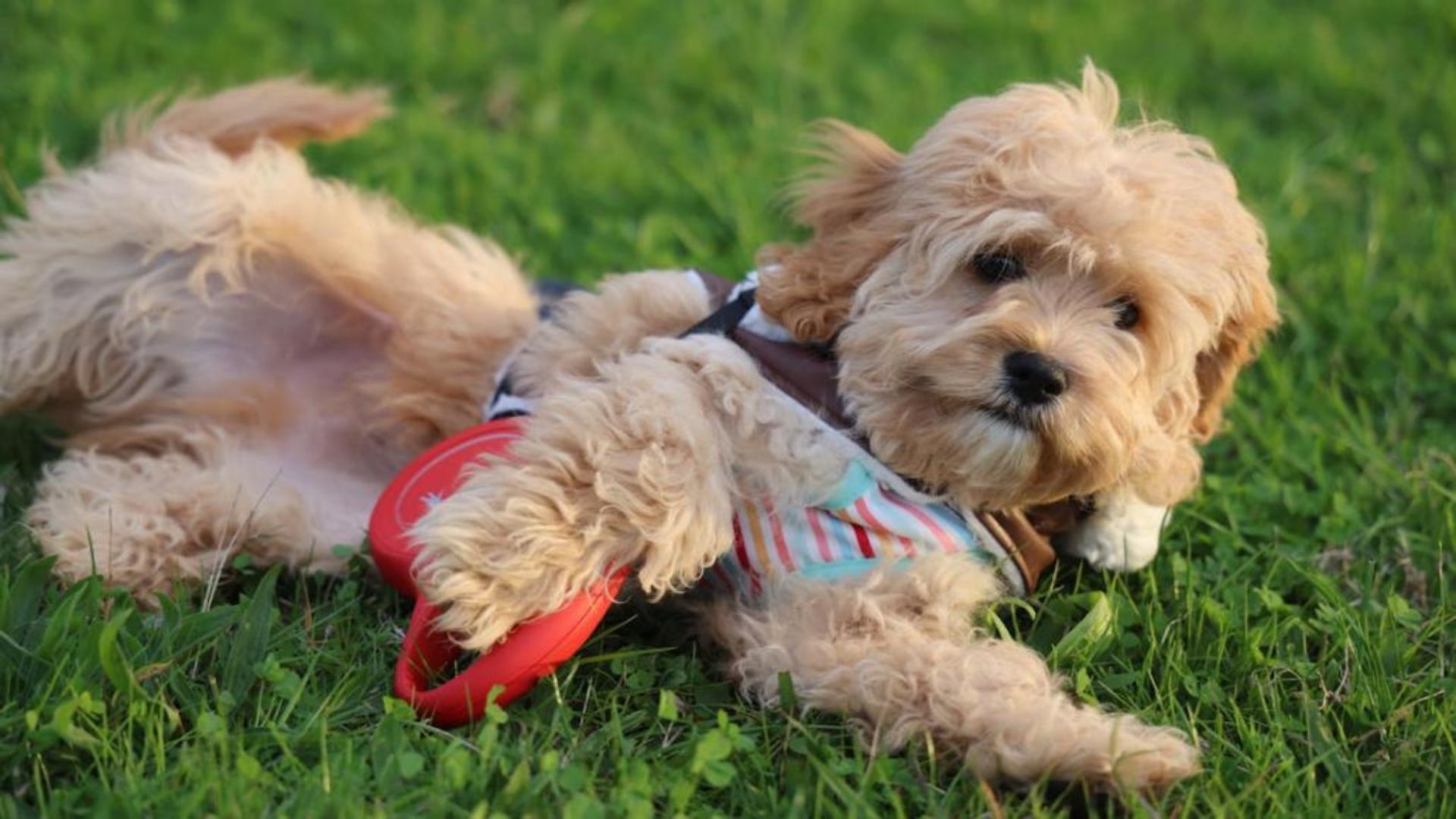 Hình nền cún con cute cho máy tính