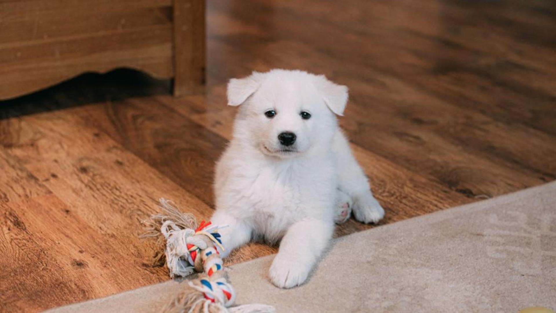 Hình nền cún con cute cho máy tính