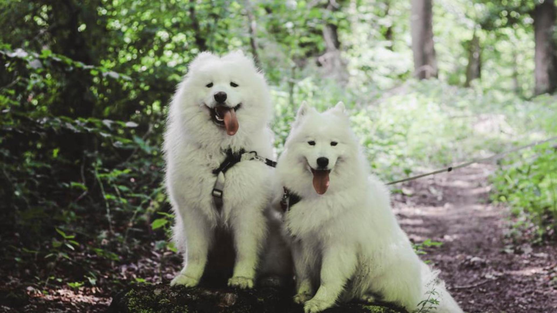 Hình nền cún con cute cho máy tính