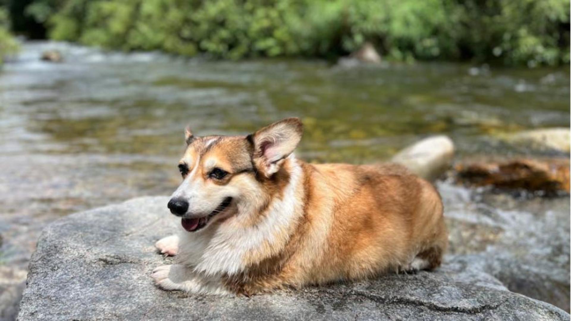 Hình nền cún con cute cho máy tính