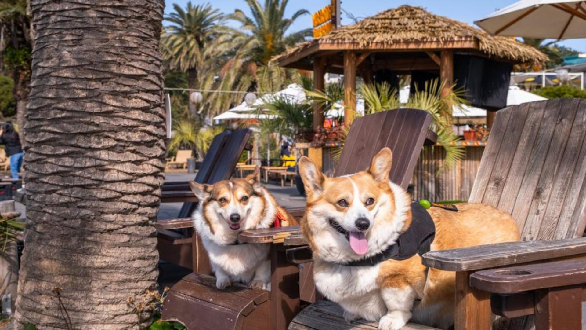 Hình nền cún con cute cho máy tính