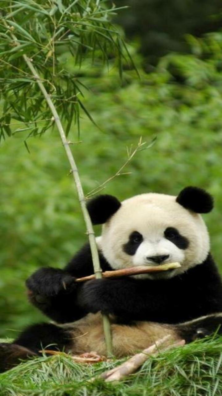 Hình nền điện thoại siêu đáng yêu