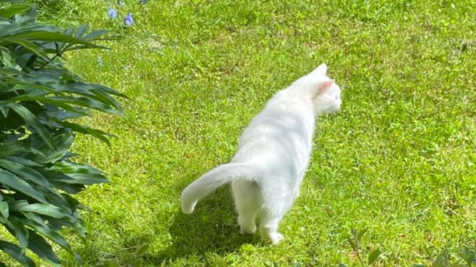 Ảnh nền mèo trắng cho máy tính cực đáng yêu 