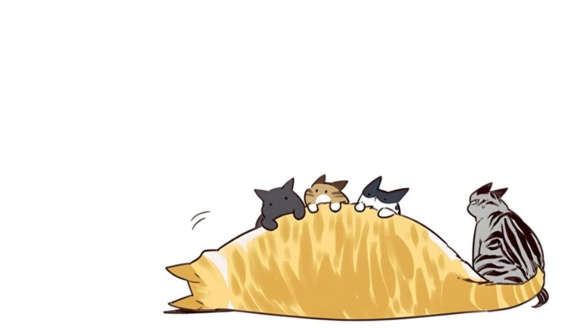 Hình nền mèo béo cute cho máy tính 
