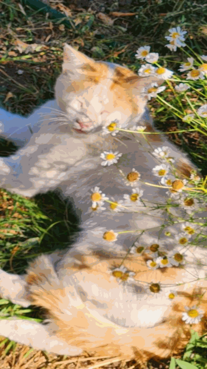 Ảnh con mèo chill siêu yêu