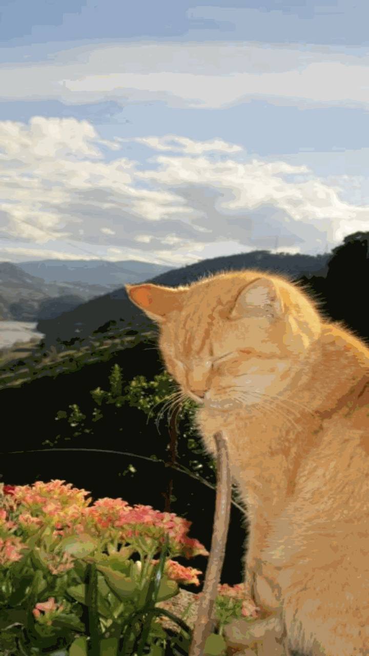 Ảnh con mèo chill siêu yêu