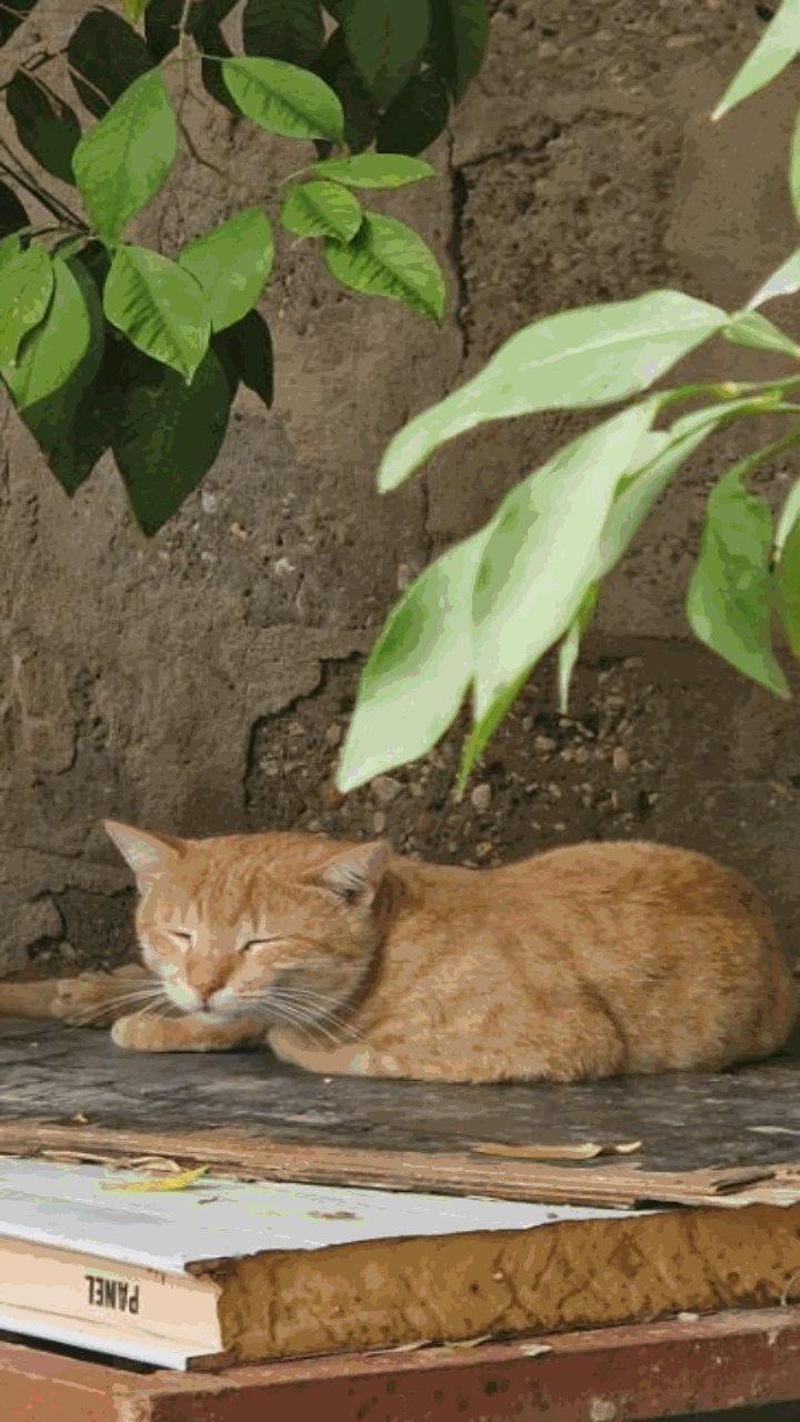 Ảnh con mèo chill siêu yêu