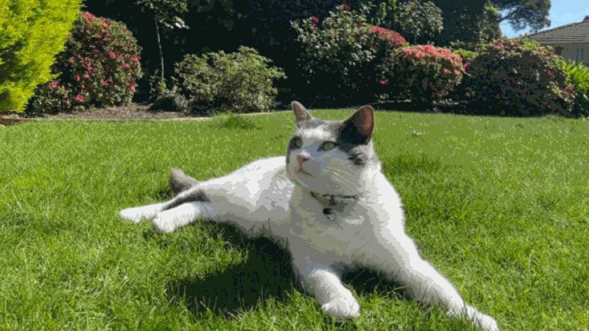 Hình nền mèo đang chill cho máy tính 