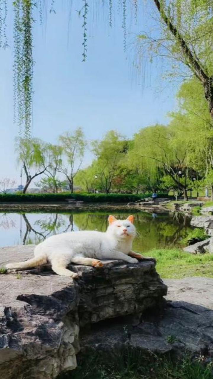 Hình nền mèo đẹp cho điện thoại