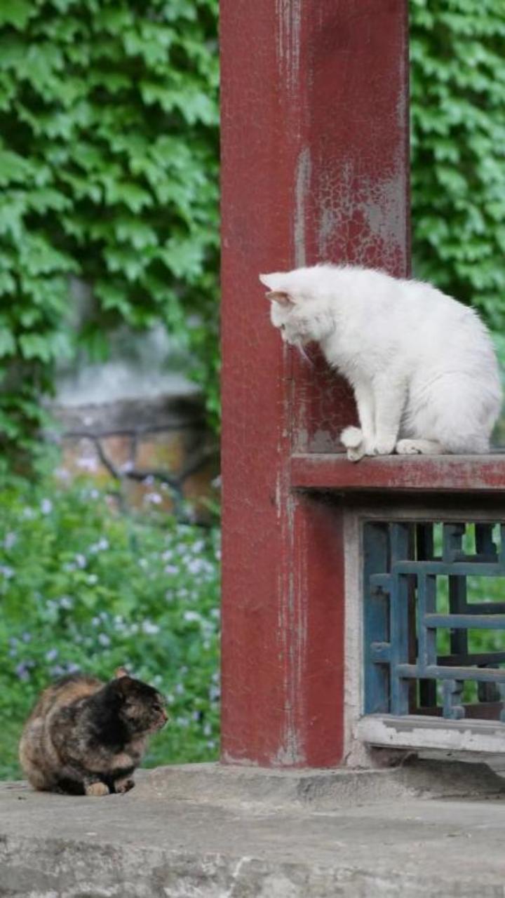 Hình nền mèo đẹp cho điện thoại