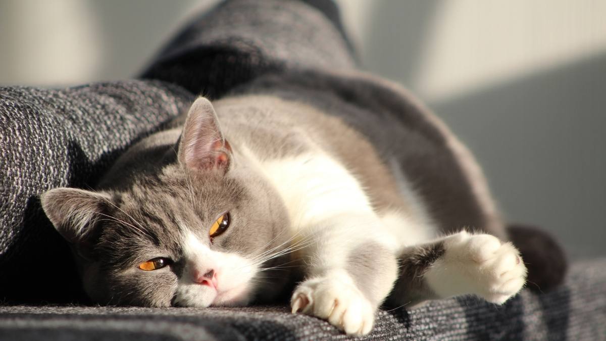 Mèo hình nền máy tính cute 