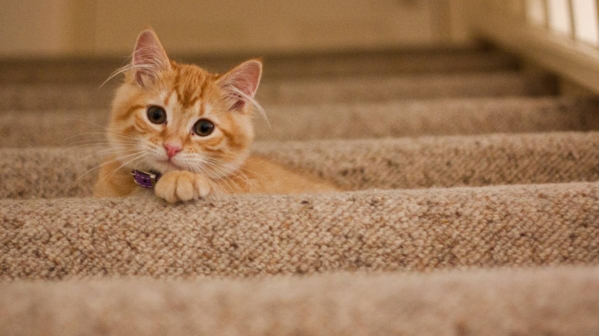 Mèo hình nền máy tính cute 