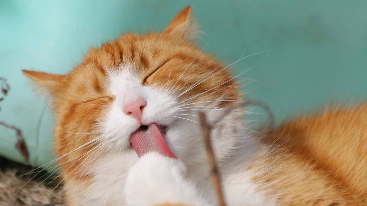 Mèo hình nền máy tính cute 