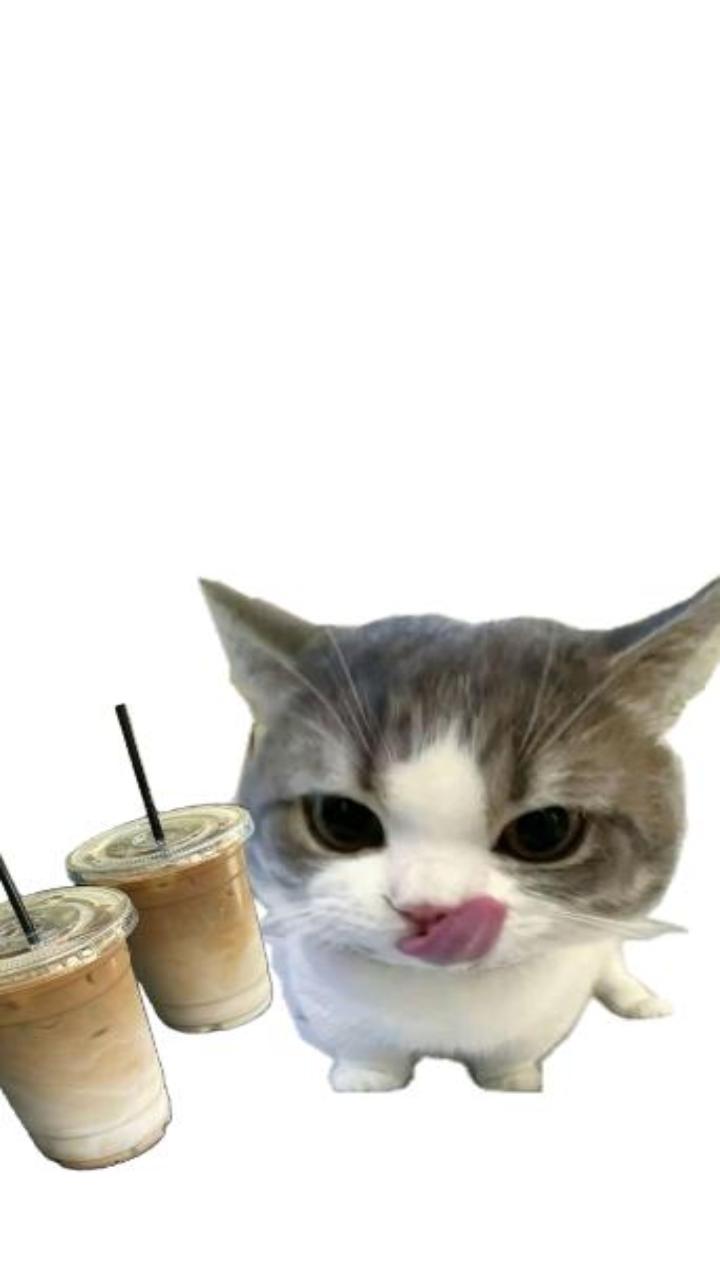 Hình nền ảnh mèo meme đáng yêu