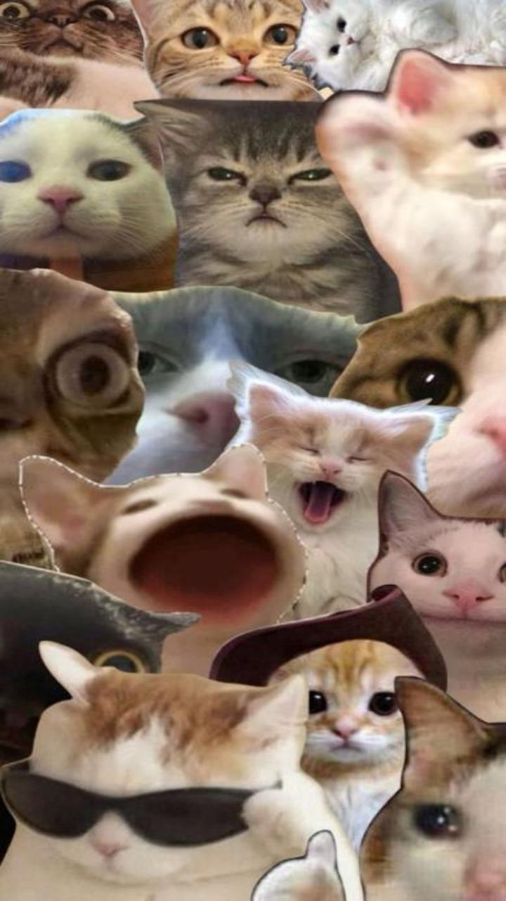 Hình nền ảnh mèo meme đáng yêu