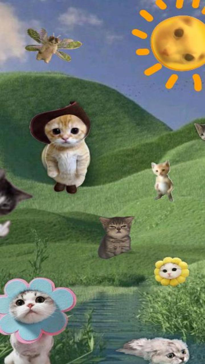 Hình nền ảnh mèo meme đáng yêu