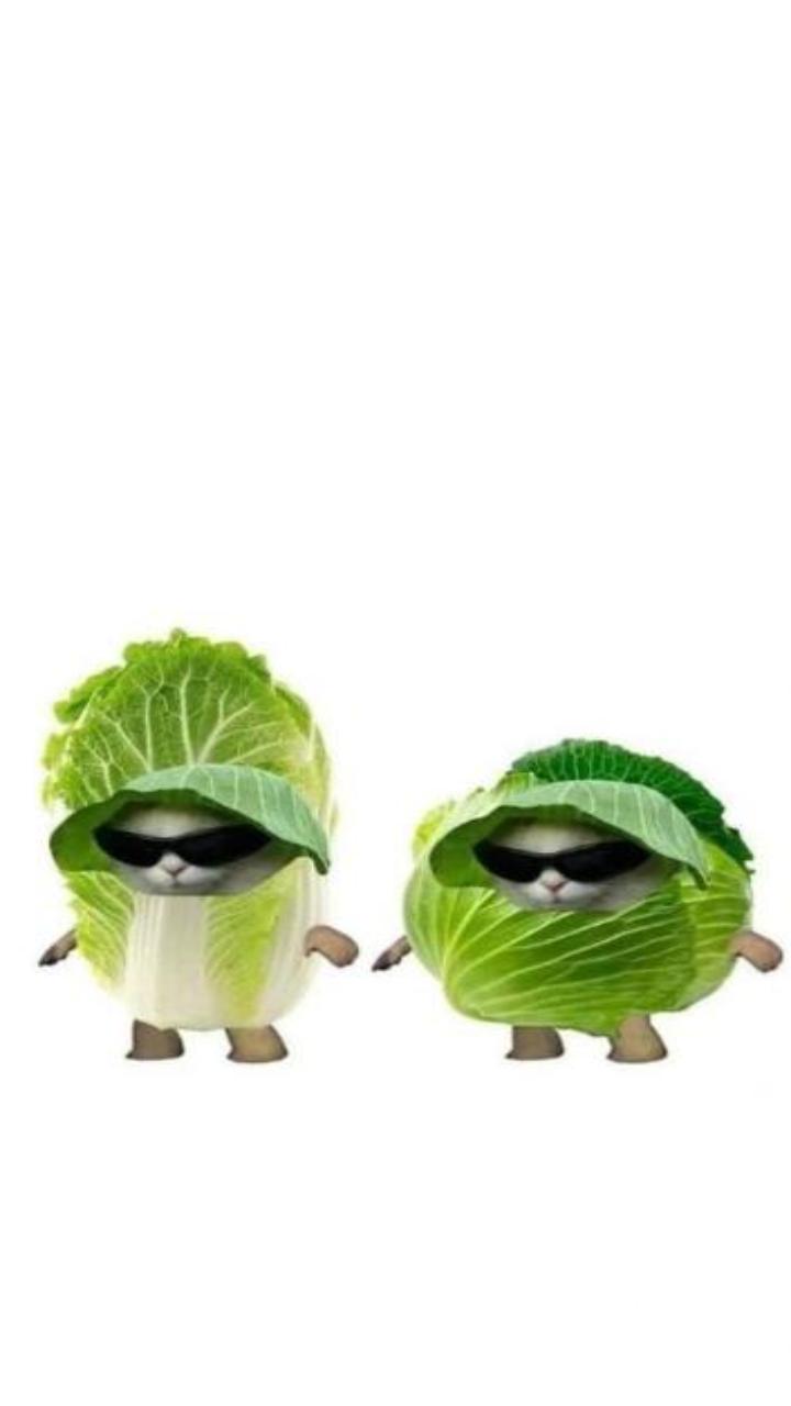 Hình nền ảnh mèo meme đáng yêu