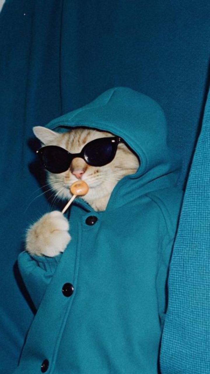 Hình nền ảnh mèo ngầu cute 