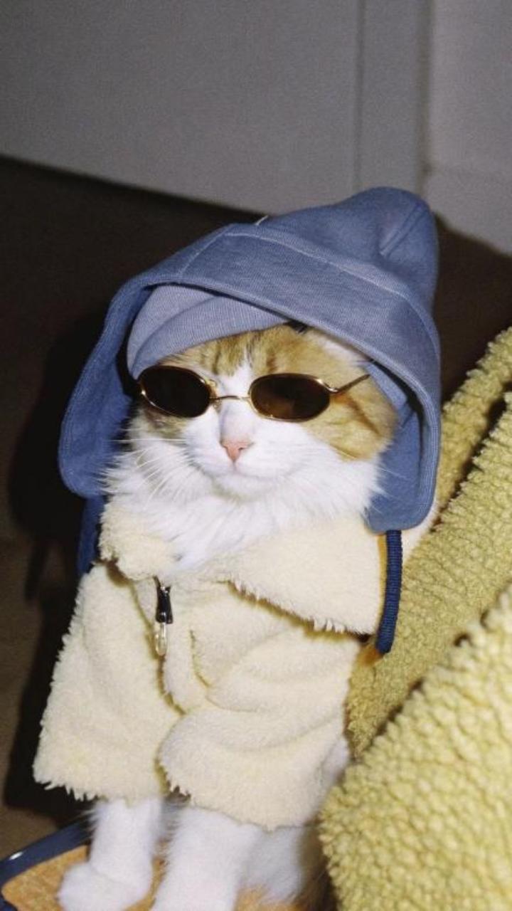 Ảnh hình nền mèo cool ngầu xinh yêu 