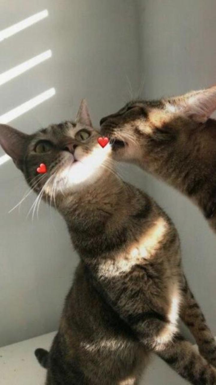 Hình nền mèo trái tim đáng yêu cho điện thoại