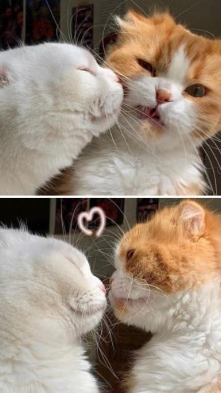 [Mèo Trái Tim] Top +99 Hình Ảnh Mèo Cute Trái Tim Đẹp & Đáng Yêu