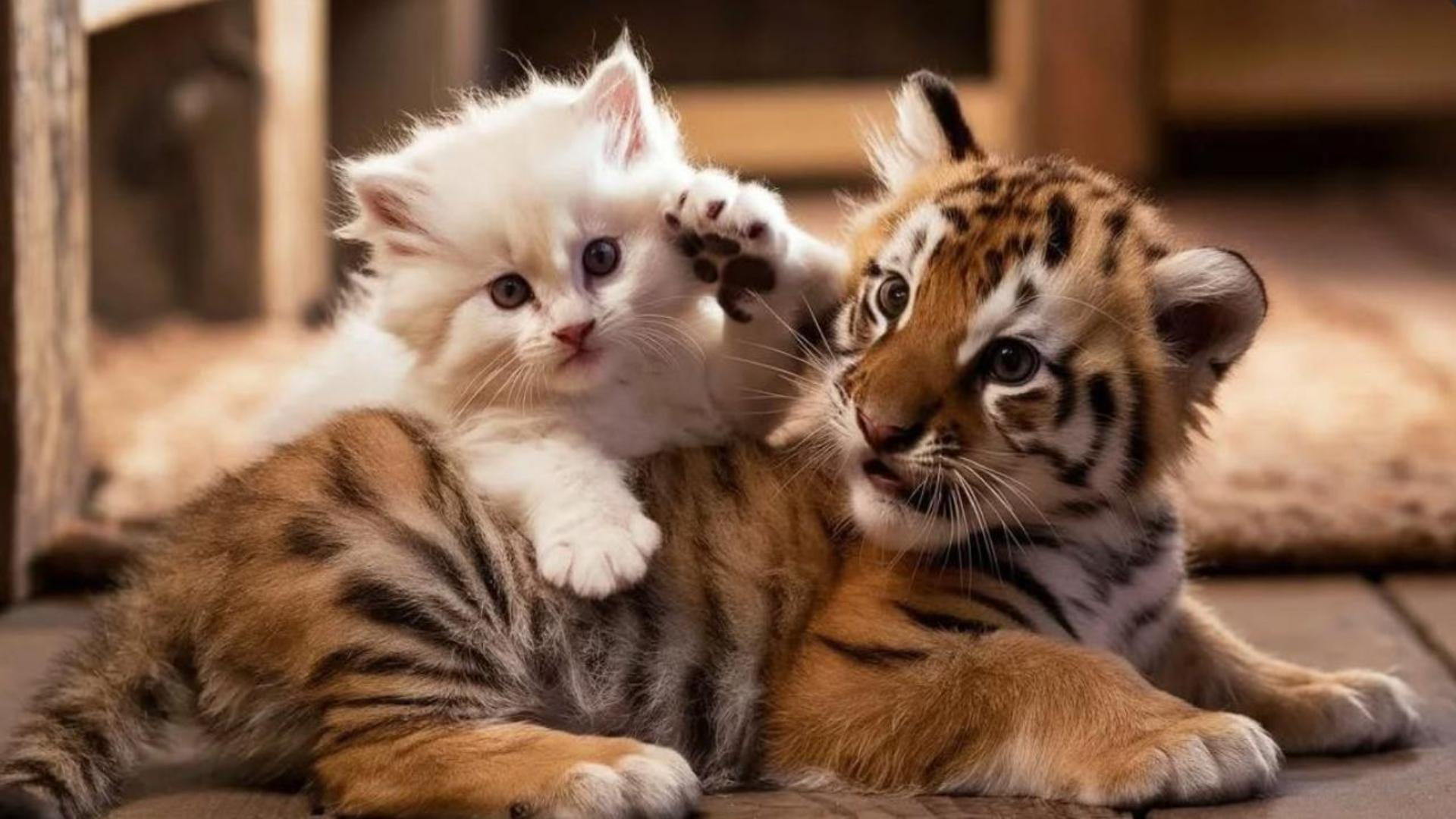 Hình nền mèo và hổ cho máy tính