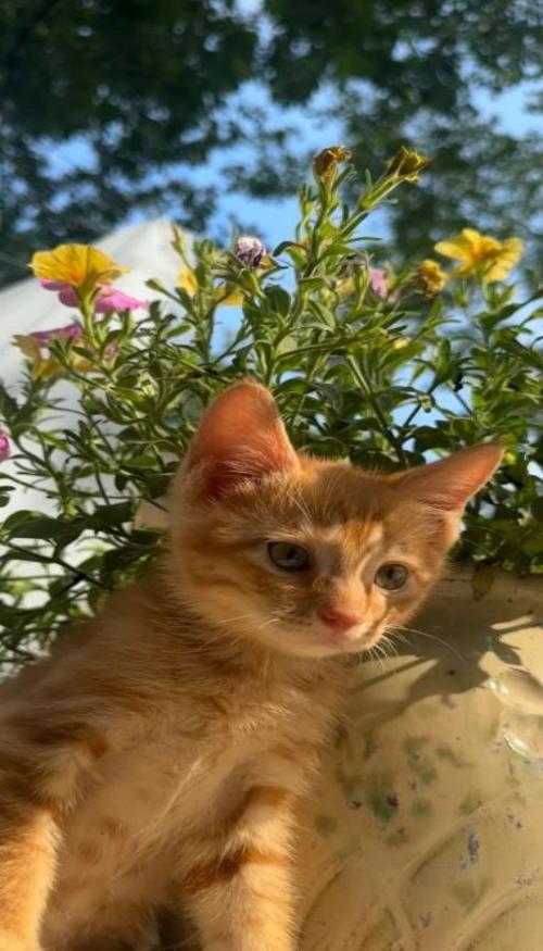 Mèo vàng hình nền điện thoại cute 