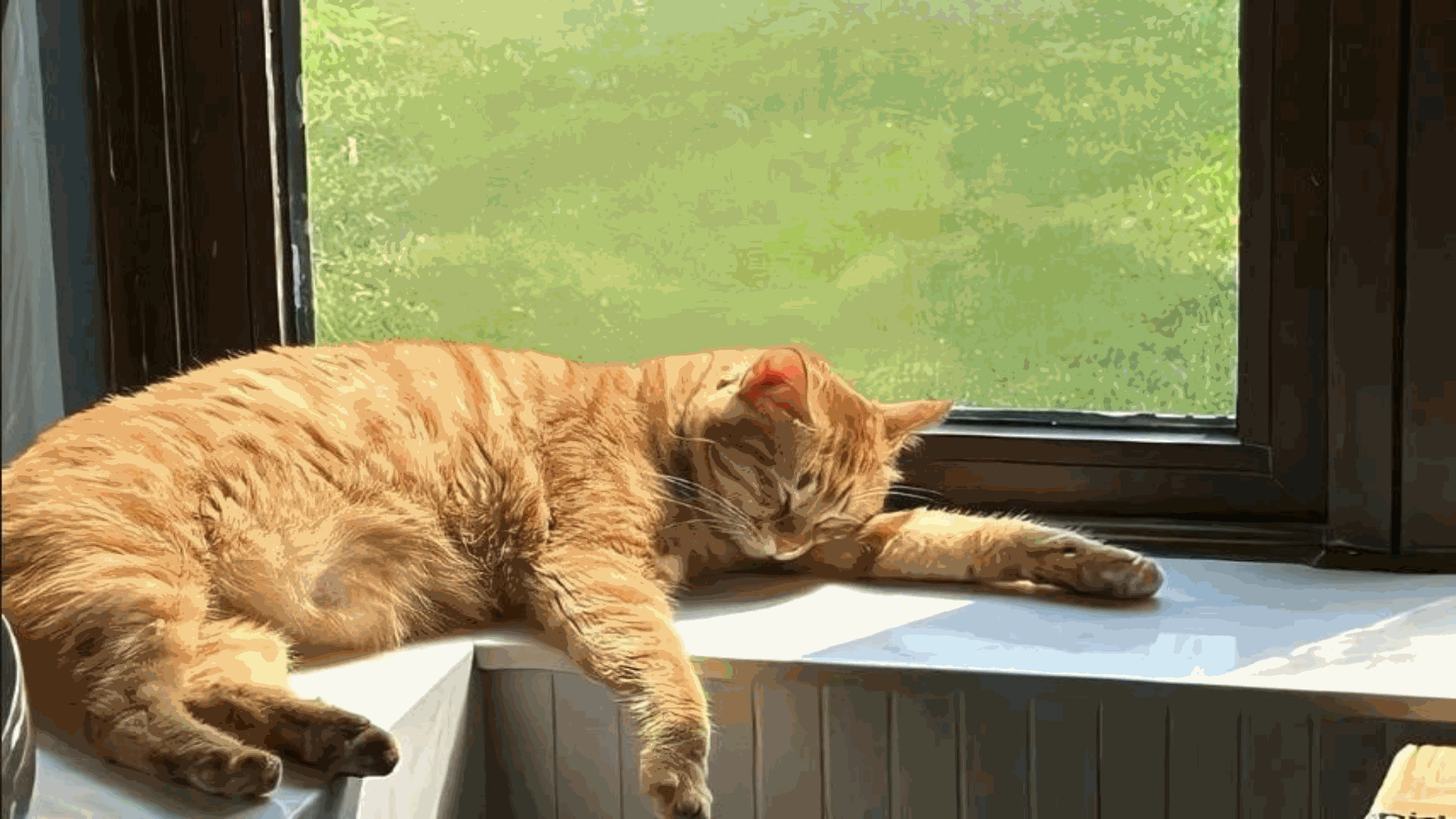 Ảnh con mèo vàng cho điện thoại 