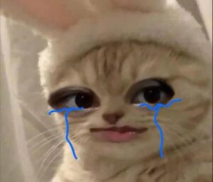 Ảnh mèo khóc slay cute