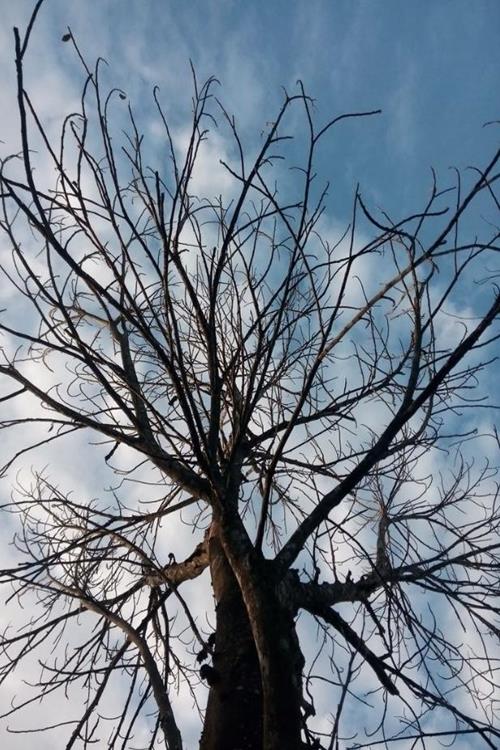 Hình nền cây xanh cho điện thoại