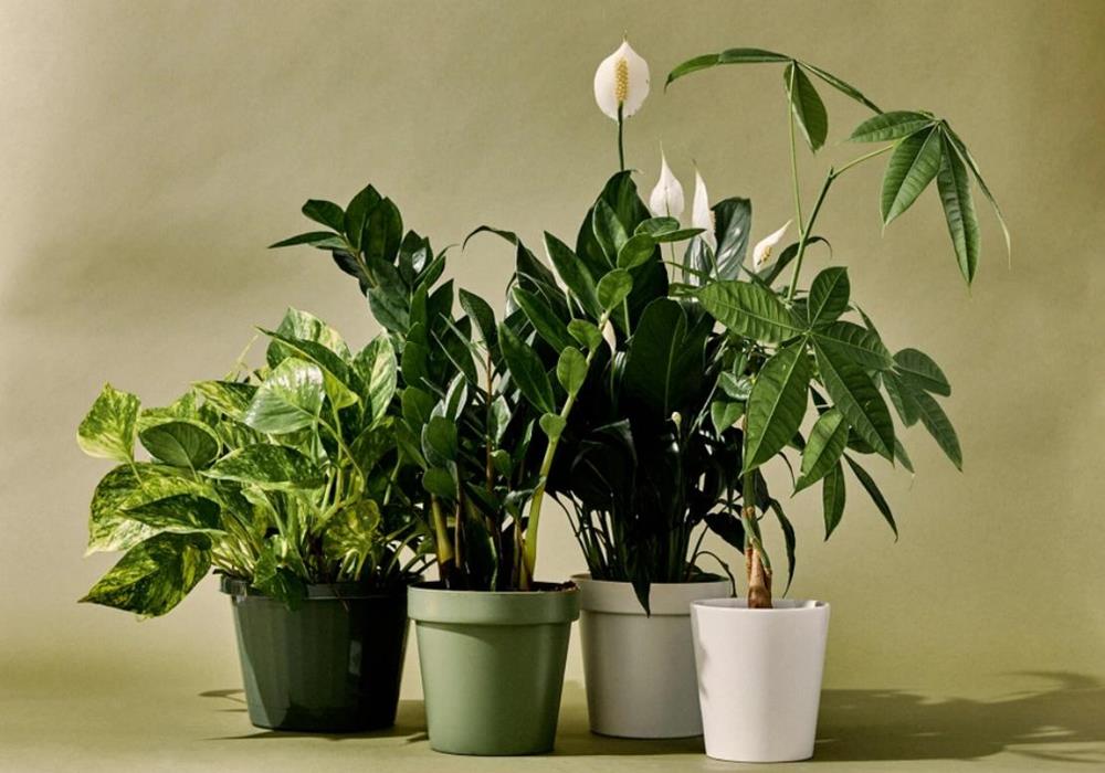 Ảnh Cây cảnh – cây nội thất