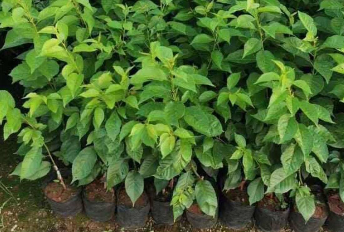 Ảnh Cây Cherry