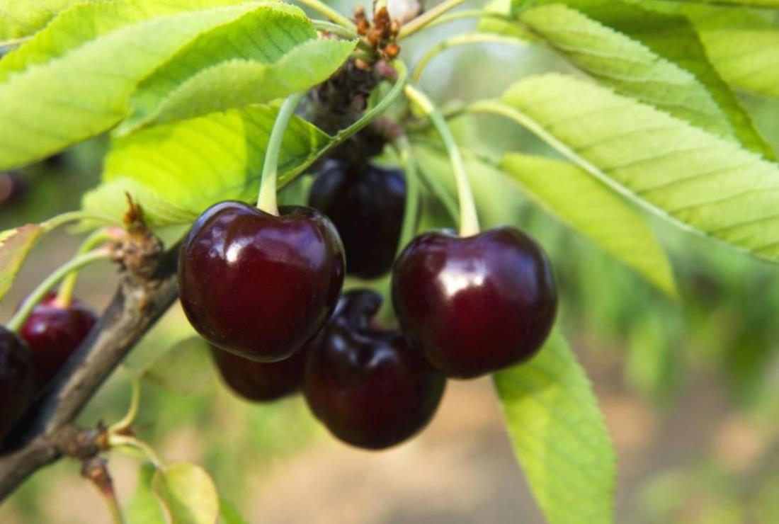 Ảnh Cây Cherry