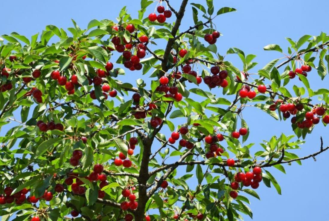 Ảnh Cây Cherry