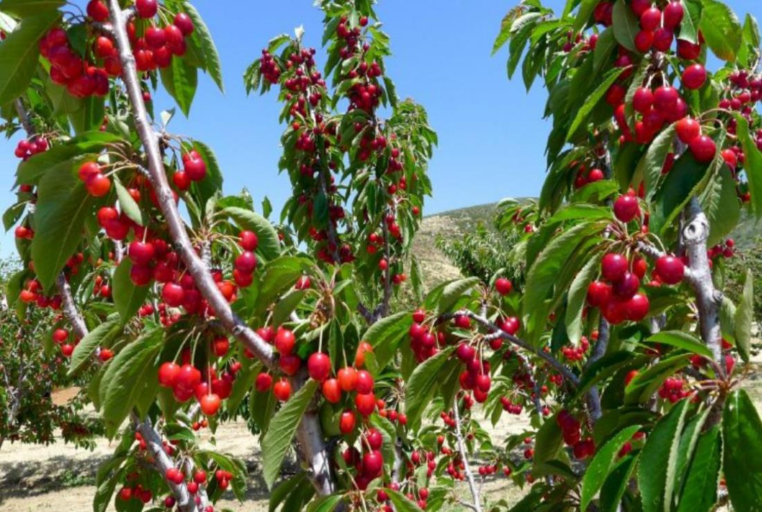 Ảnh Cây Cherry