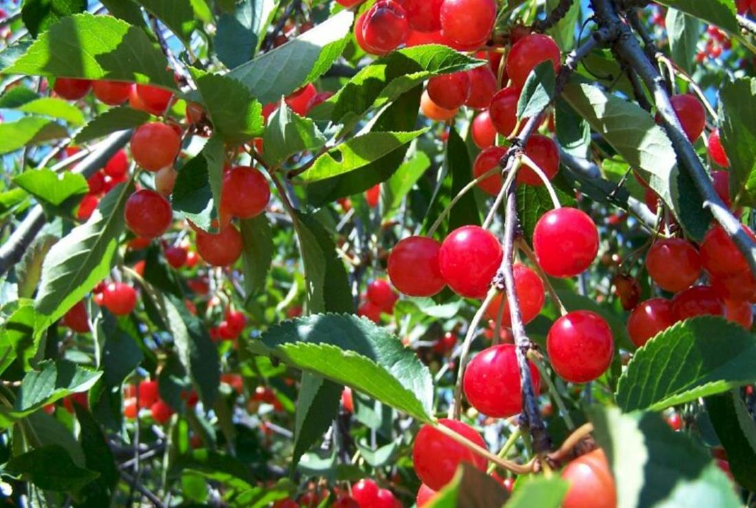 Ảnh Cây Cherry