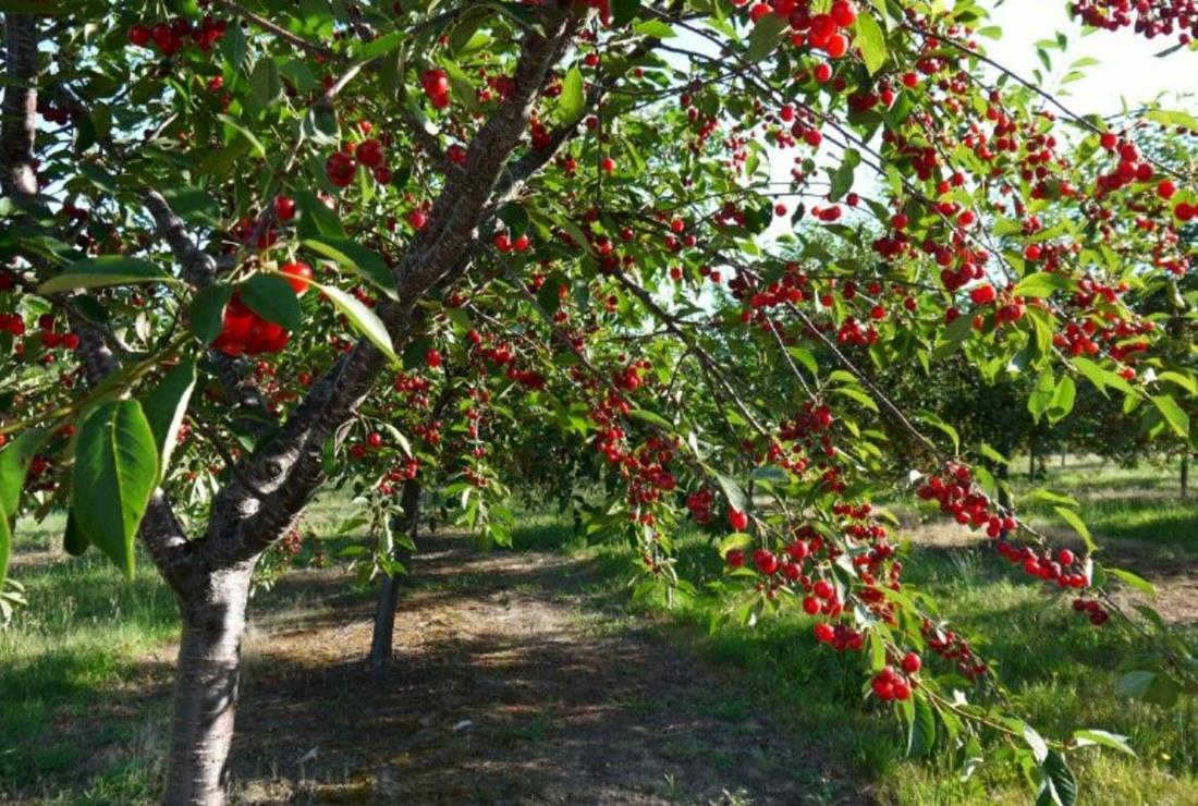 Ảnh Cây Cherry