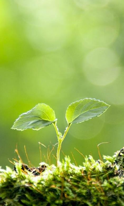 Hình nền ảnh cây xanh đẹp nhất dành cho điện thoại
