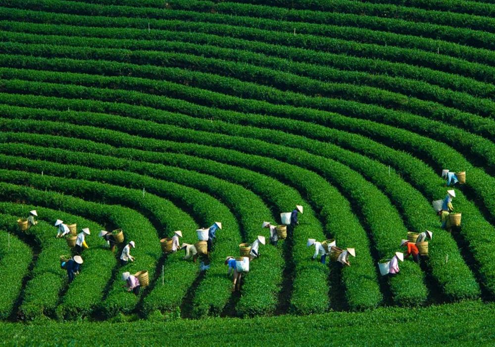 Ảnh Cây xanh nông nghiệp, đời sống