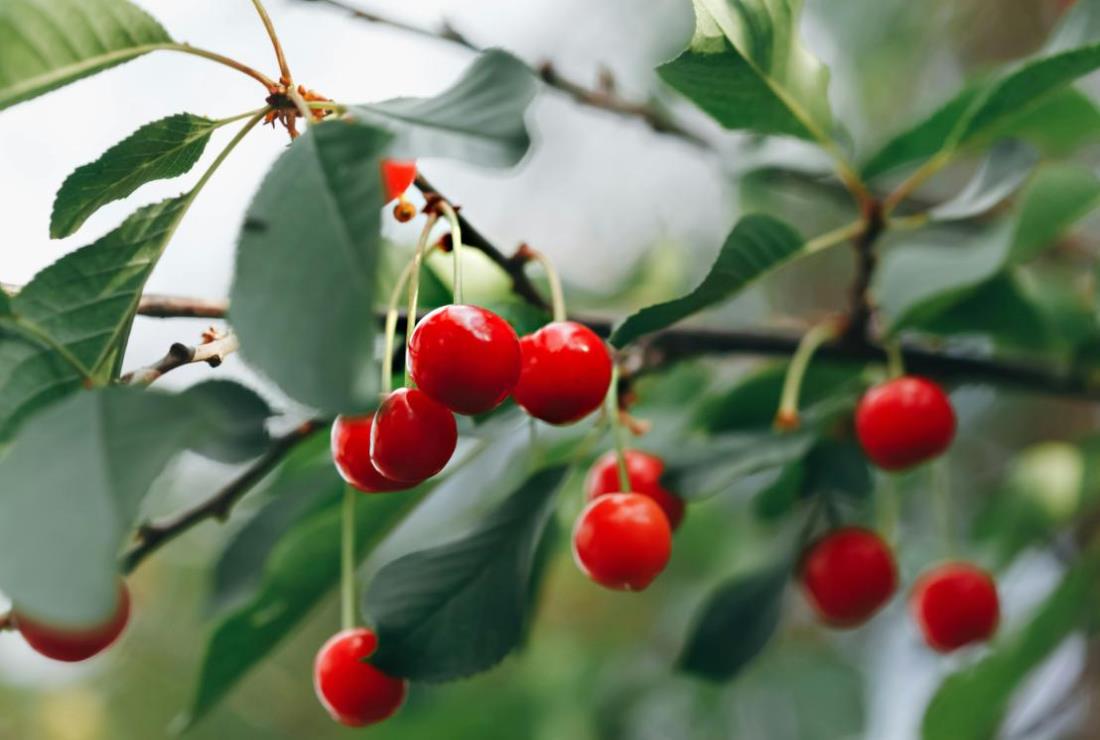 Ảnh Cherry