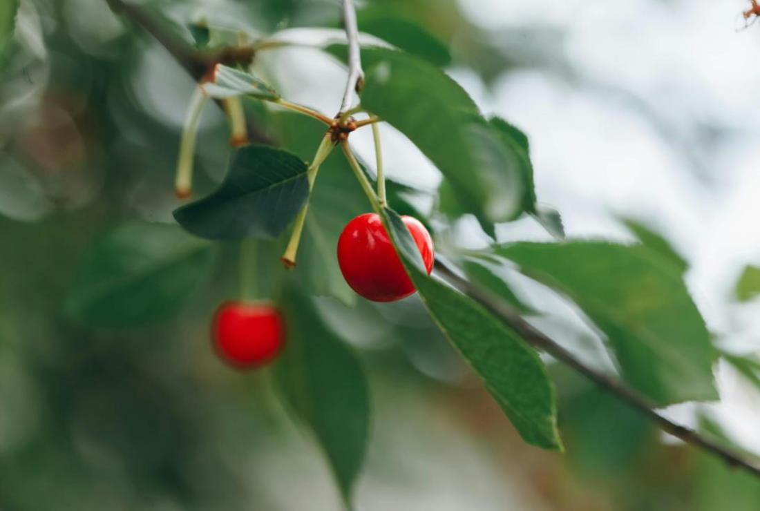 Ảnh Cherry