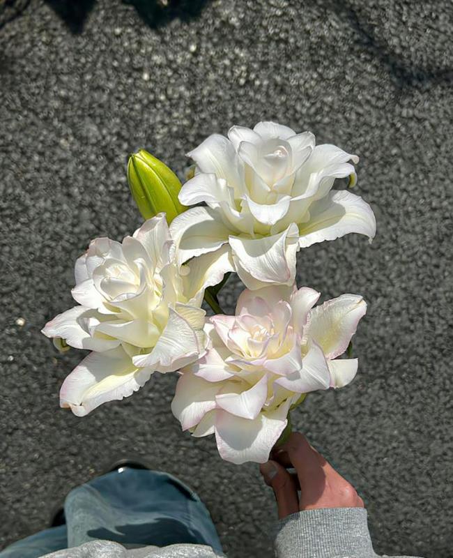 Ảnh Đại Diện Zalo Hoa 